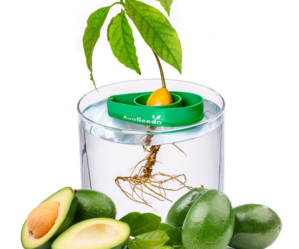 ערכת גידול עץ אבוקדו DIY