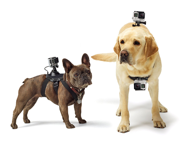 תושבת GoPro לכלבים