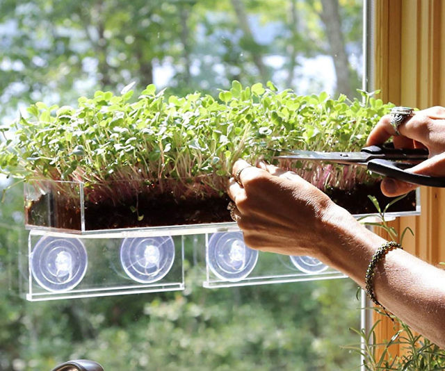 ערכת חלונות Grow ‘Äòn Serve Microgreens